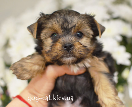 ����� ����� ������� � �������. ����� ����� ������ � ����� � ��������� ����������� �������� "Mon Bijou"! ����������� ������.