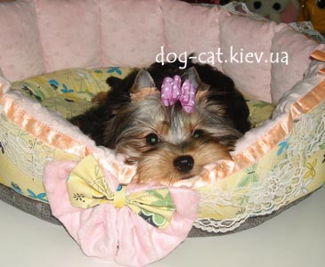 Йорки мини стандарт мальчик. Щенка можно купить в Киеве в питомнике йоркширских терьеров "Mon Bijou"! Йоркширский терьер.