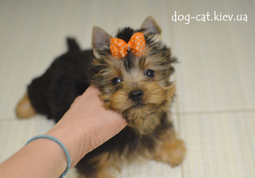 Щенок Йорки мальчик. Щенка можно купить в Киеве в питомнике йоркширских терьеров "Mon Bijou"! Украина. Йоркширский терьер.