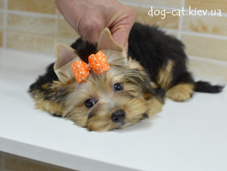 Щенок Йорки мальчик к продаже. Щенка можно купить в Киеве в питомнике йоркширских терьеров "Mon Bijou"! Йоркширский терьер.