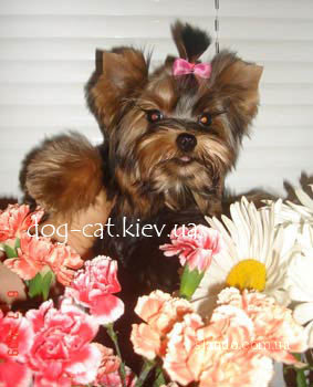 "Skitty" , мальчик, 4 мес