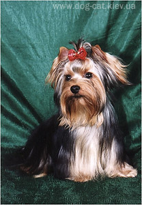 yorkshire terriers /   Basya  / питомник  "MON BIJOU" / 7 monthes, weight - 2,300 kg