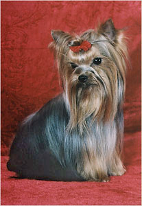 yorkshire terrier/  PACSIRTA-TELEPI ENDRU of MON BIJOU/  "MON BIJOU"