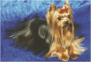 yorkshire terrier/  PACSIRTA-TELEPI ENDRU of MON BIJOU/  "MON BIJOU"