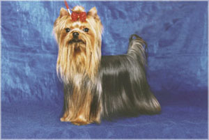 yorkshire terrier/  PACSIRTA-TELEPI ENDRU of MON BIJOU/  "MON BIJOU"