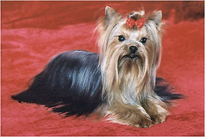 yorkshire terrier/  PACSIRTA-TELEPI ENDRU of MON BIJOU/  "MON BIJOU"