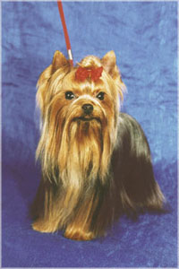 yorkshire terrier/  PACSIRTA-TELEPI ENDRU of MON BIJOU/  "MON BIJOU"