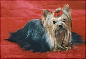 yorkshire terrier/  PACSIRTA-TELEPI ENDRU of MON BIJOU/  "MON BIJOU"