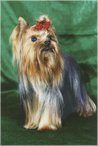 yorkshire terrier/  PACSIRTA-TELEPI ENDRU of MON BIJOU/  "MON BIJOU"