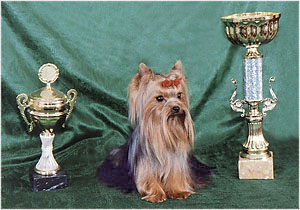 yorkshire terrier/  PACSIRTA-TELEPI ENDRU of MON BIJOU/  "MON BIJOU"