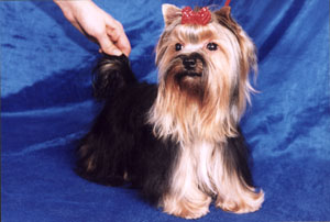 yorkshire terriers /  "Lialia" / питомник  "MON BIJOU" / 12 monthes, weight - 1,700 kg