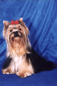 yorkshire terriers /  "Lialia" / питомник  "MON BIJOU" / 12 monthes, weight - 1,700 kg