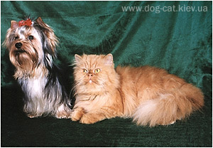 yorkshire terriers /   Basya & Enichka  / питомник  "MON BIJOU" / 7 monthes, weight - 2,300 kg