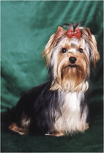 yorkshire terriers /   Basya  / питомник  "MON BIJOU" / 7 monthes, weight - 2,300 kg