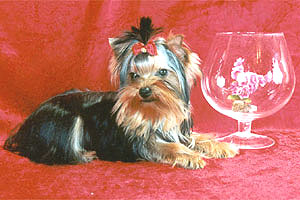 yorkshire terriers /  MON BIJOU  Di-Di / питомник  "MON BIJOU" / 7 monthes, weight - 1,400 kg