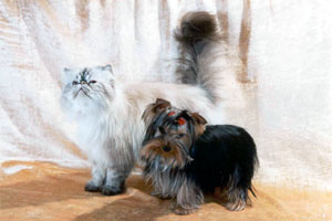 yorkshire terriers /  MON BIJOU  Di-Di / питомник  "MON BIJOU" / 7 monthes, weight - 1,400 kg