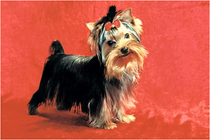 yorkshire terriers /   MON BIJOU Di-Di  / питомник  "MON BIJOU" / 7 monthes, weight - 1,400 kg