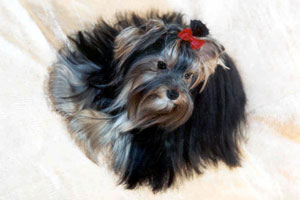 yorkshire terriers /  Dolly / питомник  "MON BIJOU" / 14 monthes, weight - 1,900 kg