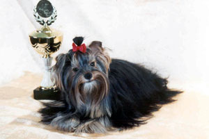 yorkshire terriers /  Dolly / питомник  "MON BIJOU" / 14 monthes, weight - 1,900 kg