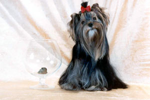yorkshire terriers /  Dolly / питомник  "MON BIJOU" / 14 monthes, weight - 1,900 kg