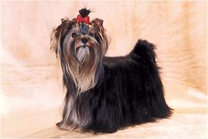 yorkshire terriers /  Dolly / питомник  "MON BIJOU" / 14 monthes, weight - 1,900 kg