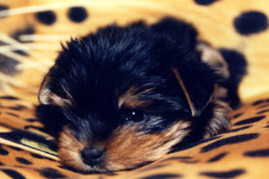 yorkshire terriers /   MON BIJOU Felika  / питомник  "MON BIJOU" / 1,5 monthes