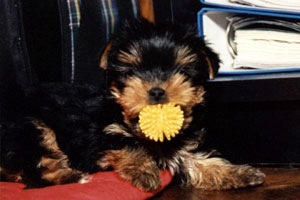 yorkshire terriers /   MON BIJOU Felika  / питомник  "MON BIJOU" / 1,5 monthes