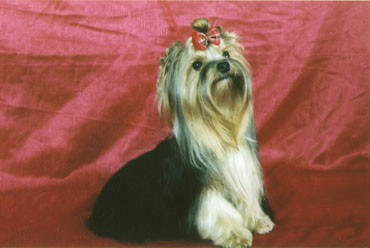 yorkshire terriers /  "Kliepa" / питомник  "MON BIJOU" / 12 monthes, weight - 1,700 kg