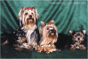 yorkshire terriers /   Basya , Lyalya, puppy's Endru / питомник  "MON BIJOU" 