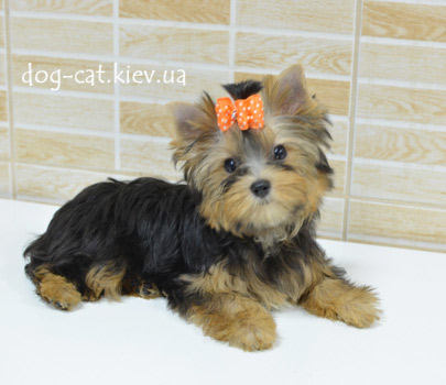Щенок Йорки мальчик к продаже. Щенка можно купить в Киеве в питомнике йоркширских терьеров "Mon Bijou"! Йоркширский терьер.